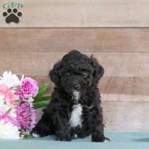Tucker, Toy Poodle Puppy