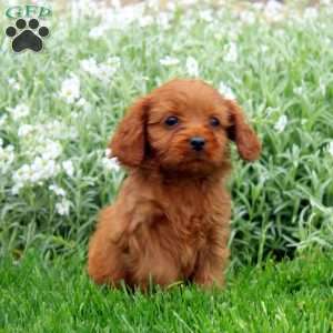 Tucker, Cavapoo Puppy