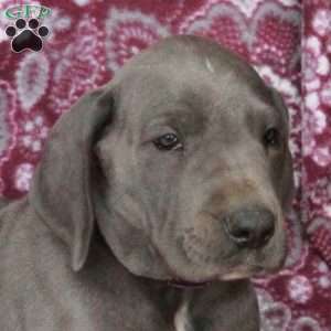Tucker, Great Dane Puppy