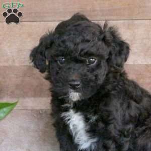 Tucker, Toy Poodle Puppy