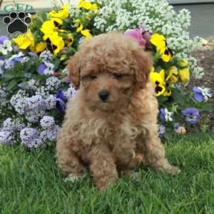 Tucker, Toy Poodle Puppy