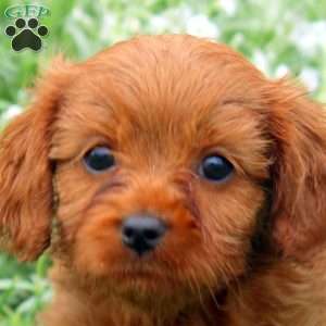 Tucker, Cavapoo Puppy