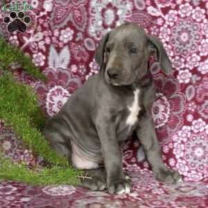 Tucker, Great Dane Puppy