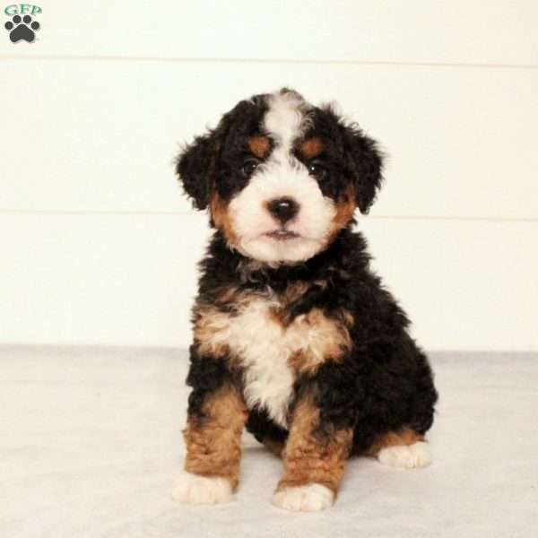Tucker, Mini Bernedoodle Puppy