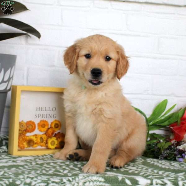 Tucker, Golden Retriever Puppy
