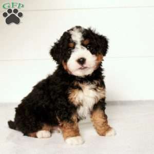 Tucker, Mini Bernedoodle Puppy