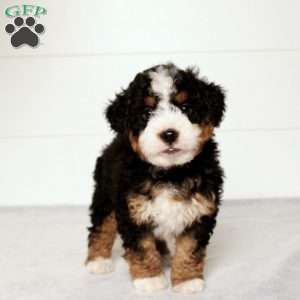 Tucker, Mini Bernedoodle Puppy