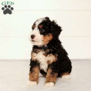 Tucker, Mini Bernedoodle Puppy