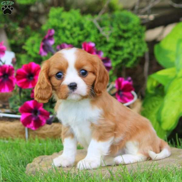 Tulip, Cavalier King Charles Spaniel Puppy