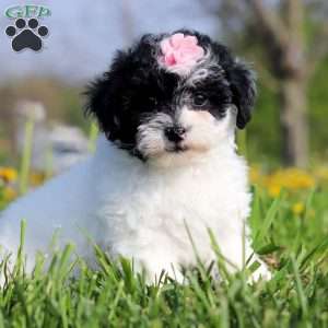 Twila, Teddy Bear Puppy