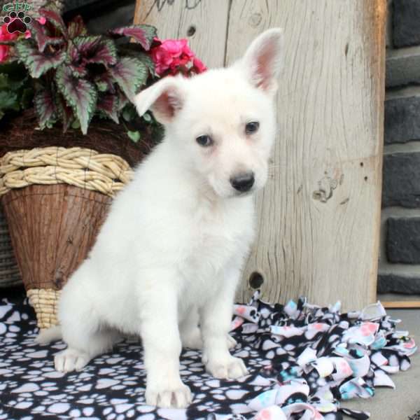 Twilight, German Shepherd Puppy