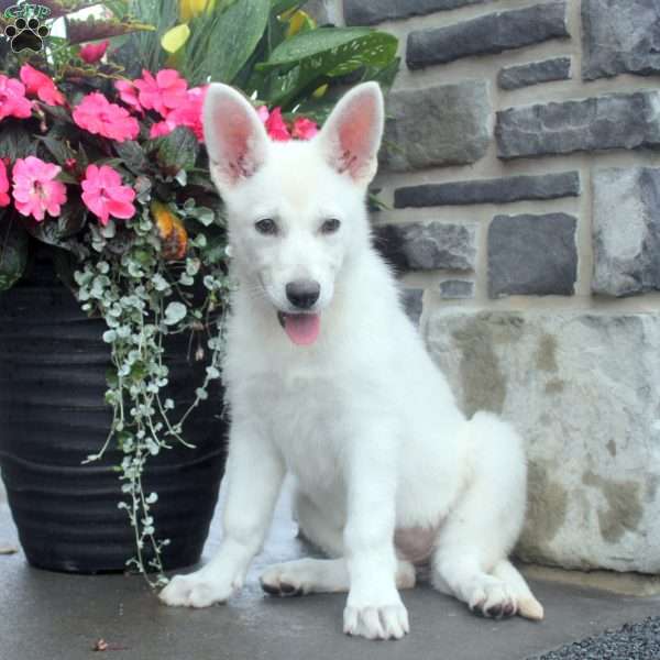 Twilight, German Shepherd Puppy