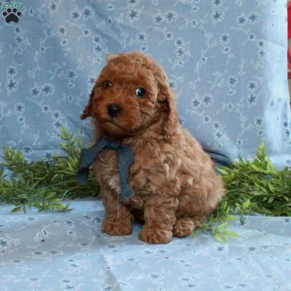 Twilight, Cockapoo Puppy