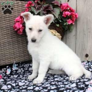 Twilight, German Shepherd Puppy