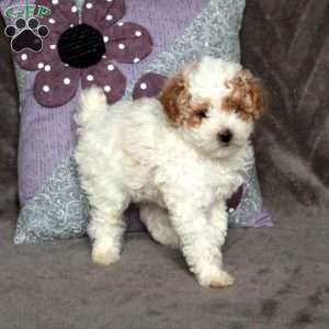 Twilight, Toy Poodle Puppy