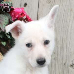 Twilight, German Shepherd Puppy