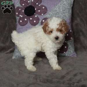 Twilight, Toy Poodle Puppy