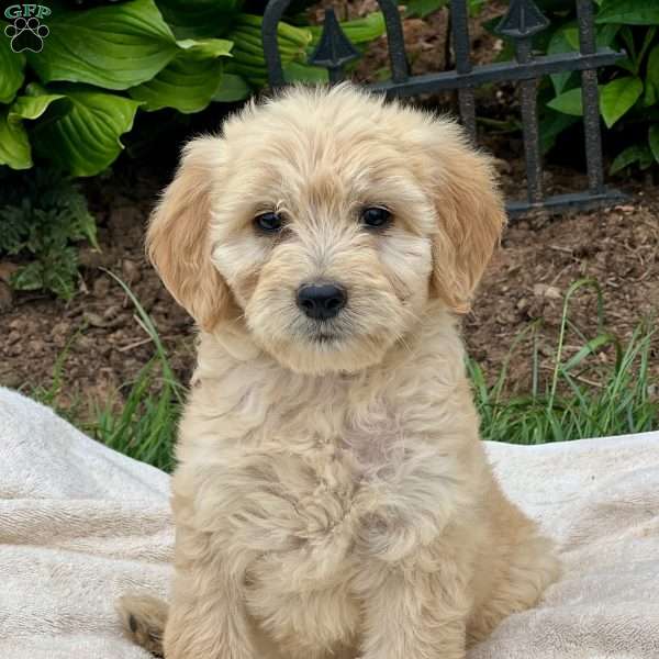 Twilight, Goldendoodle Puppy