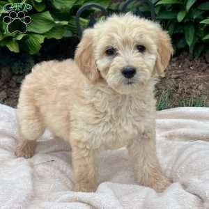 Twilight, Goldendoodle Puppy