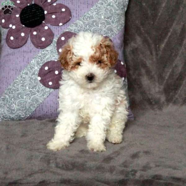 Twilight, Toy Poodle Puppy