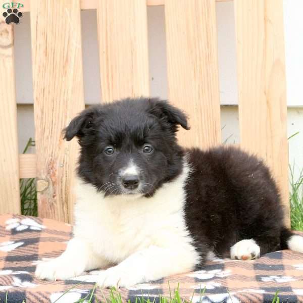 Twinkle, Border Collie Puppy