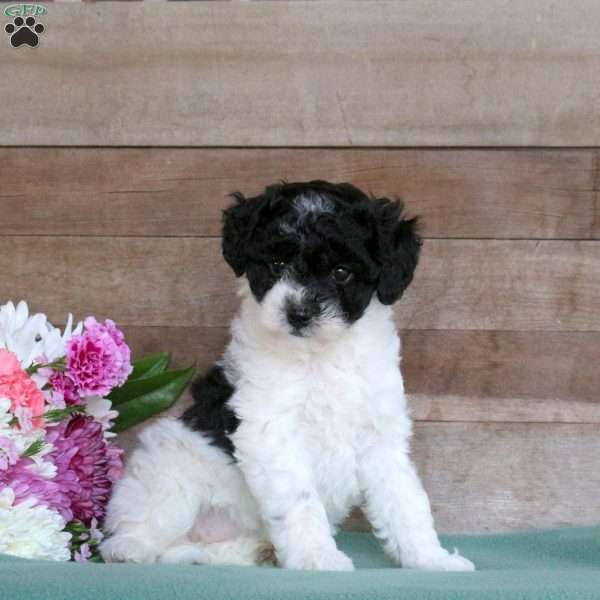 Twinkle, Toy Poodle Puppy