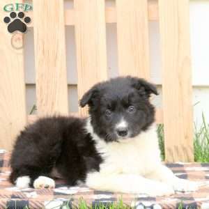 Twinkle, Border Collie Puppy