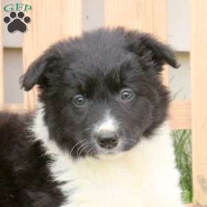 Twinkle, Border Collie Puppy