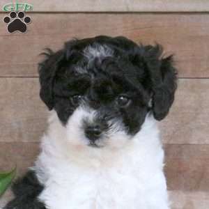 Twinkle, Toy Poodle Puppy
