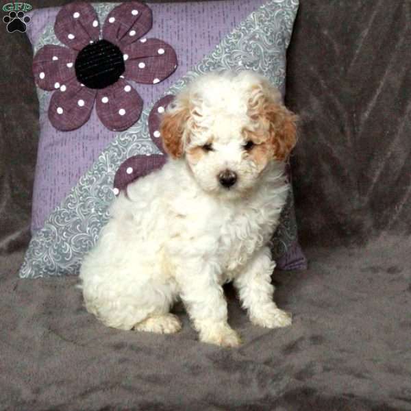Twinkle, Toy Poodle Puppy
