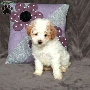 Twinkle, Toy Poodle Puppy