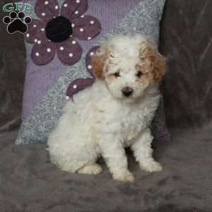 Twinkle, Toy Poodle Puppy