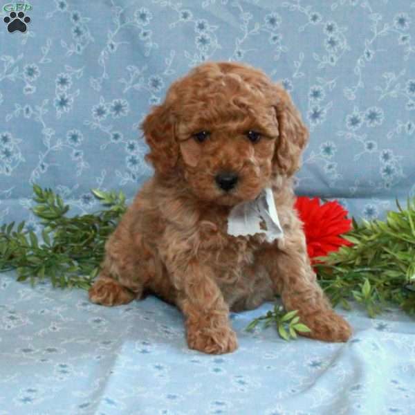 Twinkles, Cockapoo Puppy