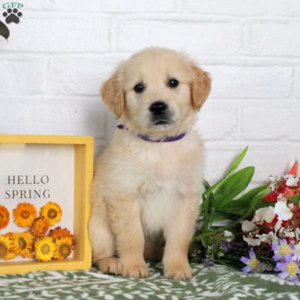 Ty, Golden Retriever Puppy