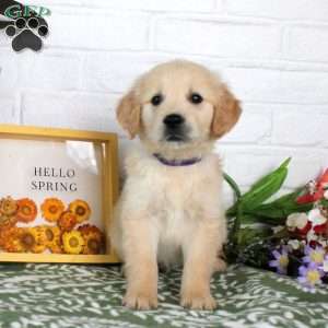 Ty, Golden Retriever Puppy