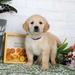 Ty, Golden Retriever Puppy