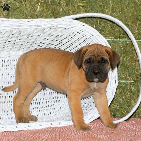 Tyberious, Presa Cane Canario Puppy