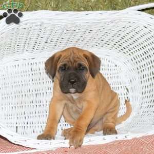 Tyberious, Presa Cane Canario Puppy