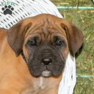 Tyberious, Presa Cane Canario Puppy