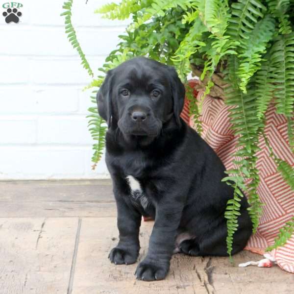 Tyler, Labrador Mix Puppy