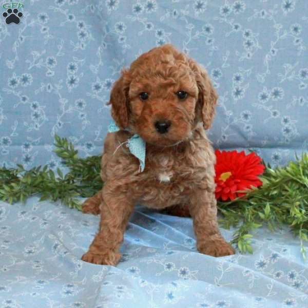 Tyler, Cockapoo Puppy