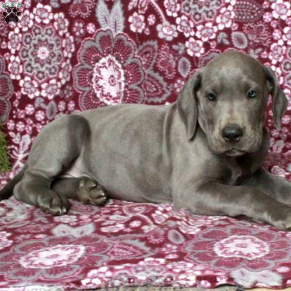 Tyler, Great Dane Puppy