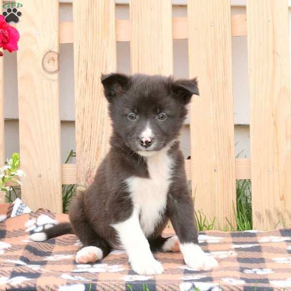 Tyler, Border Collie Mix Puppy