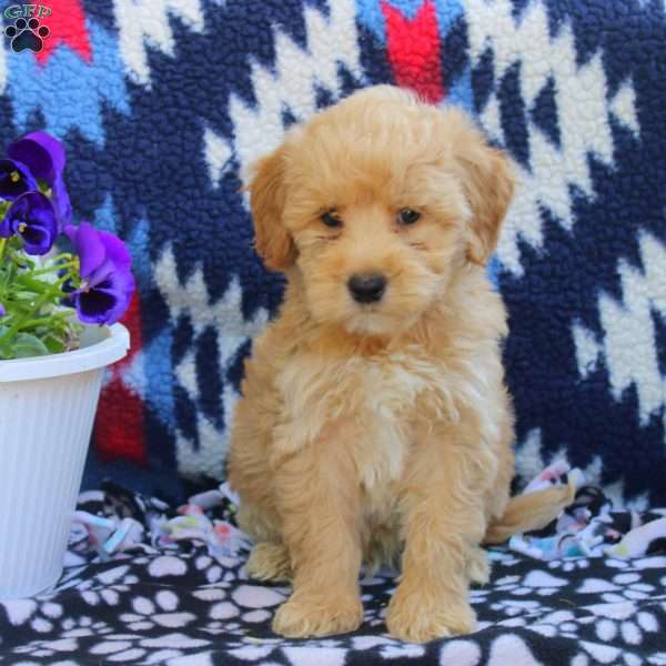 Tyler, Mini Goldendoodle Puppy