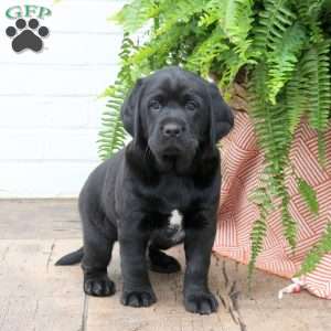 Tyler, Labrador Mix Puppy