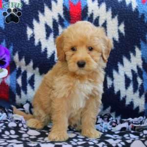 Tyler, Mini Goldendoodle Puppy