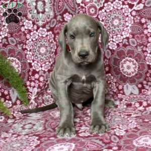 Tyler, Great Dane Puppy