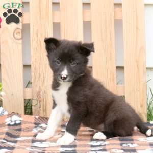 Tyler, Border Collie Mix Puppy