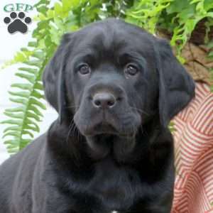 Tyler, Labrador Mix Puppy
