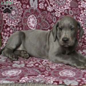 Tyler, Great Dane Puppy